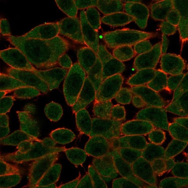 PRDM1/BLIMP-1 Antibody in Immunocytochemistry (ICC/IF)