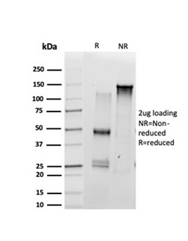 SCXA Antibody in SDS-PAGE (SDS-PAGE)