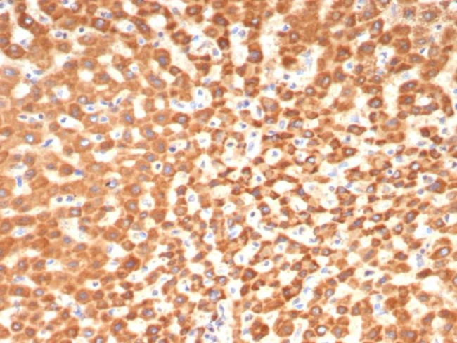 Sex Hormone Binding Globulin (SHBG) Antibody in Immunohistochemistry (Paraffin) (IHC (P))