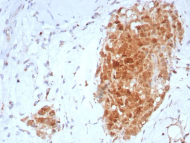 Sex Hormone Binding Globulin (SHBG) Antibody in Immunohistochemistry (Paraffin) (IHC (P))