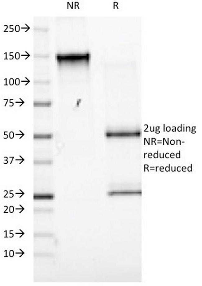 CD98 (SLC3A2) Antibody in SDS-PAGE (SDS-PAGE)