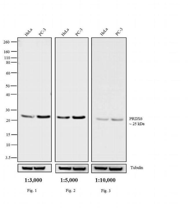 Rabbit IgG (H+L) Secondary Antibody in Western Blot (WB)