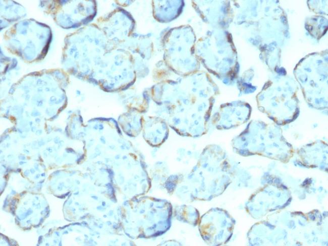 Superoxide Dismutase 1 (SOD1) (Antioxidant Enzyme) Antibody in Immunohistochemistry (Paraffin) (IHC (P))