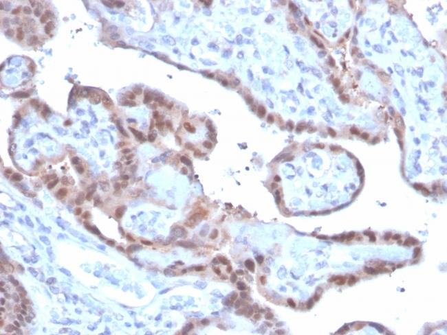 Superoxide Dismutase 1 (SOD1) (Antioxidant Enzyme) Antibody in Immunohistochemistry (Paraffin) (IHC (P))