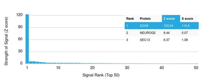 SOX9/SRY-box 9 Antibody in Peptide array (ARRAY)