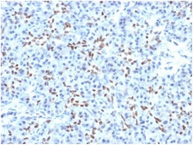 SOX9/SRY-box 9 Antibody in Immunohistochemistry (Paraffin) (IHC (P))