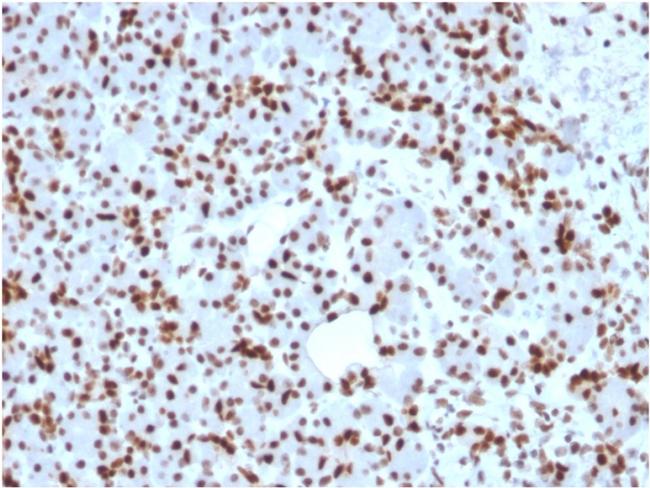 SOX9/SRY-box 9 Antibody in Immunohistochemistry (Paraffin) (IHC (P))