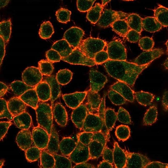 SOX10 (Melanoma Marker) Antibody in Immunocytochemistry (ICC/IF)