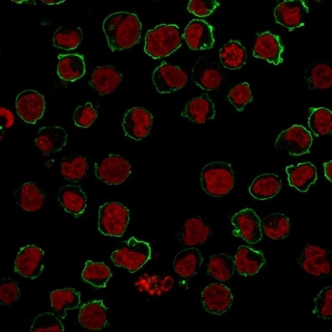 CD43 (T-cell Marker) Antibody in Immunocytochemistry (ICC/IF)