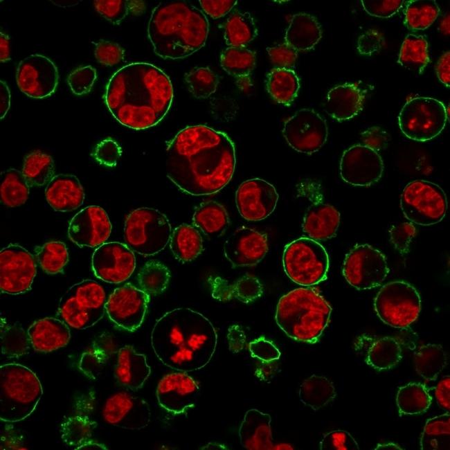 CD43 (T-Cell Marker) Antibody in Immunocytochemistry (ICC/IF)