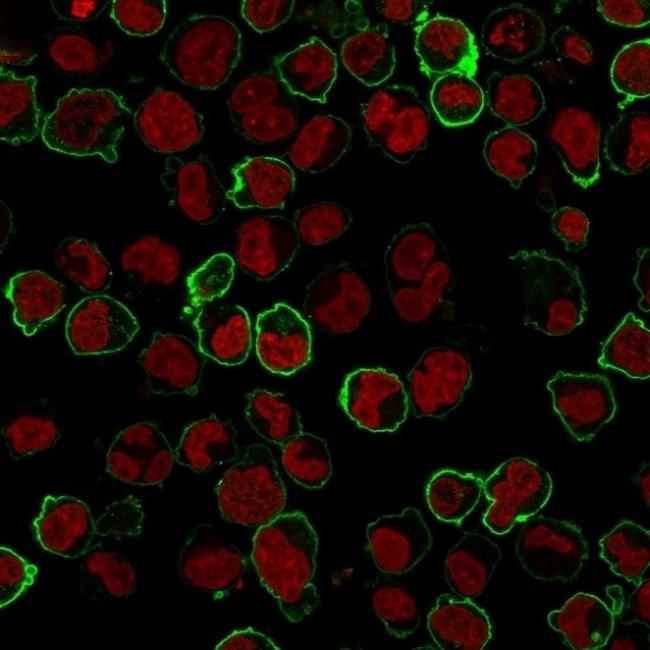 CD43 (T-Cell Marker) Antibody in Immunocytochemistry (ICC/IF)