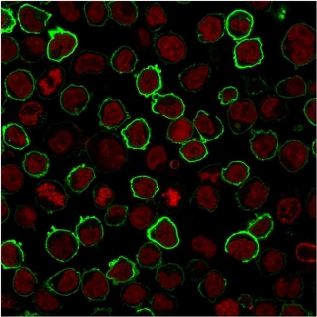 CD43 Antibody in Immunocytochemistry (ICC/IF)