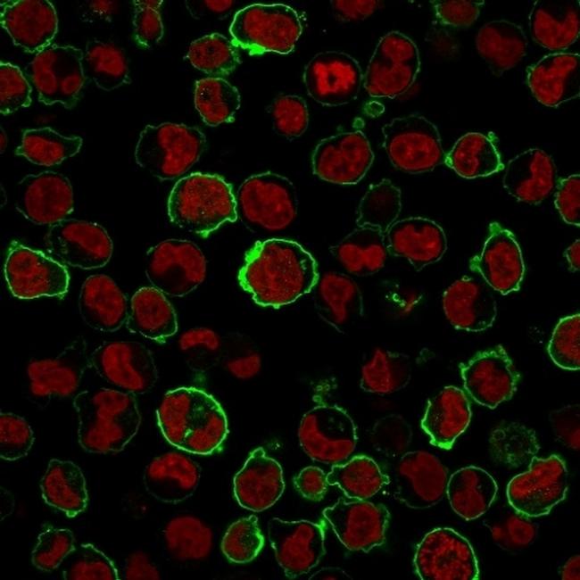 CD43 Antibody in Immunocytochemistry (ICC/IF)