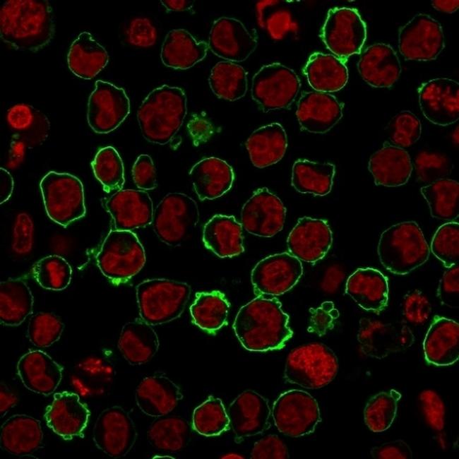 CD43 Antibody in Immunocytochemistry (ICC/IF)