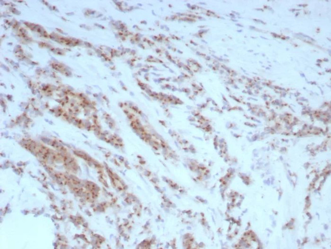 Osteopontin (OSP)/Secreted Phosphoprotein 1 (SPP1) Antibody in Immunohistochemistry (Paraffin) (IHC (P))