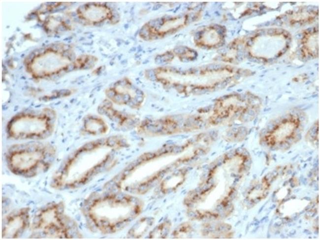 Osteopontin (OSP)/Secreted Phosphoprotein 1 (SPP1) Antibody in Immunohistochemistry (Paraffin) (IHC (P))