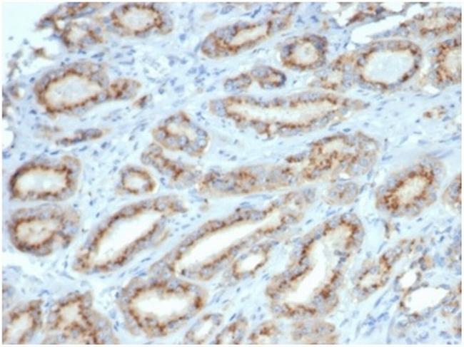 Osteopontin (OSP)/Secreted Phosphoprotein 1 (SPP1) Antibody in Immunohistochemistry (Paraffin) (IHC (P))