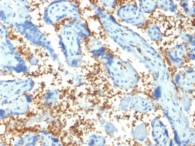 Spectrin Alpha 1 Antibody in Immunohistochemistry (Paraffin) (IHC (P))