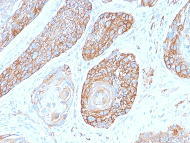 Spectrin beta III (SPTBN2) Antibody in Immunohistochemistry (Paraffin) (IHC (P))