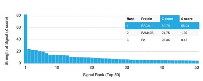 BRCA1 (Breast Marker) Antibody in Peptide array (ARRAY)