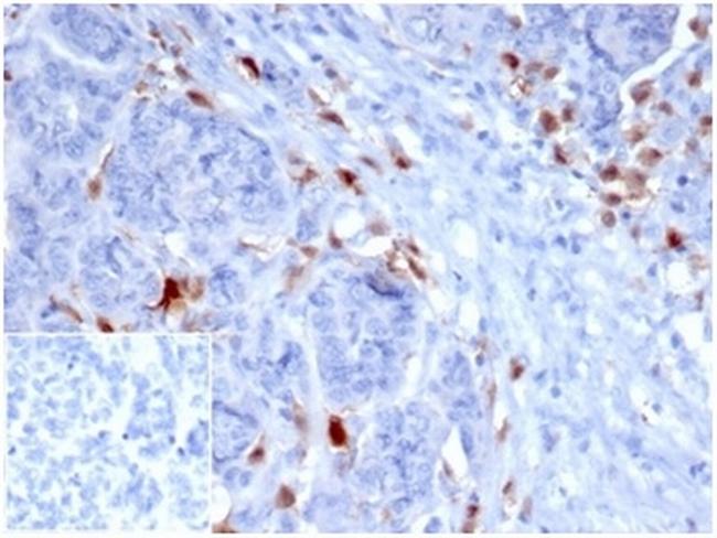 SREBP1 (Transcription Factor) Antibody in Immunohistochemistry (Paraffin) (IHC (P))