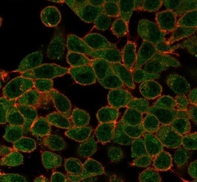 Serum Response Element Binding Transcription Factor (SRF) Antibody in Immunocytochemistry (ICC/IF)