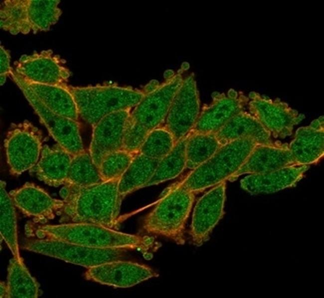 Serum Response Element Binding Transcription Factor (SRF) Antibody in Immunocytochemistry (ICC/IF)