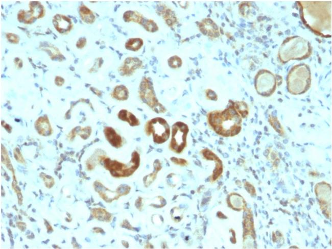 STAT3/Signal Transducer and Activator of Transcription 3 Antibody in Immunohistochemistry (Paraffin) (IHC (P))