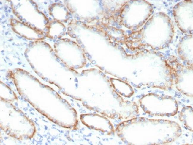 CD147/EMMPRIN/Neurothelin Antibody in Immunohistochemistry (Paraffin) (IHC (P))