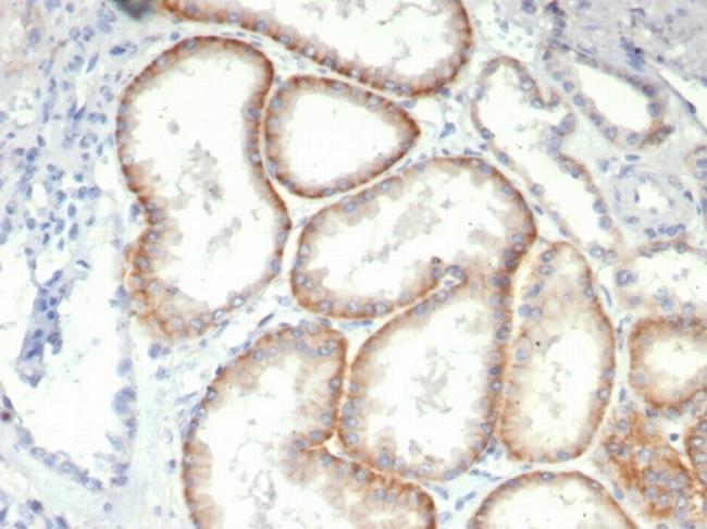 CD147/EMMPRIN/Neurothelin Antibody in Immunohistochemistry (Paraffin) (IHC (P))