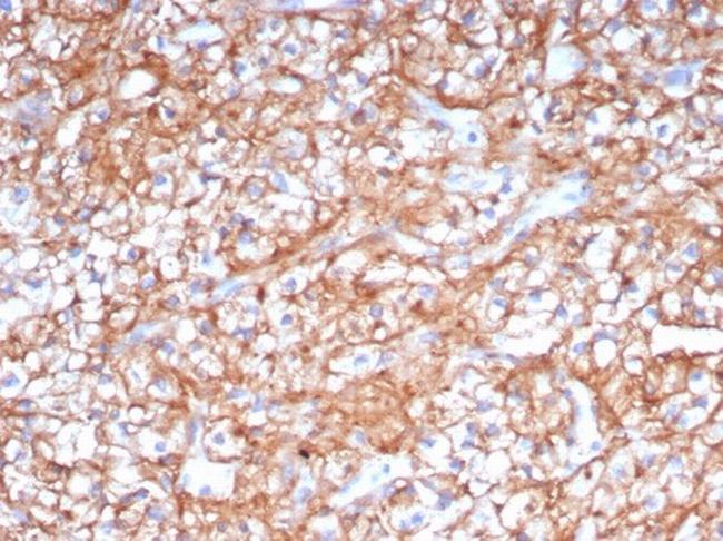 CD147/EMMPRIN/Neurothelin Antibody in Immunohistochemistry (Paraffin) (IHC (P))