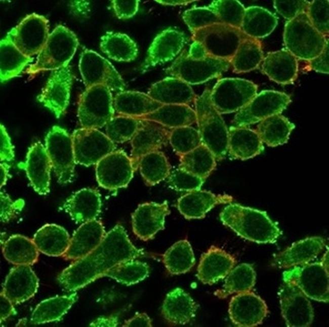 MED22 (Transcription Factor) Antibody in Immunocytochemistry (ICC/IF)