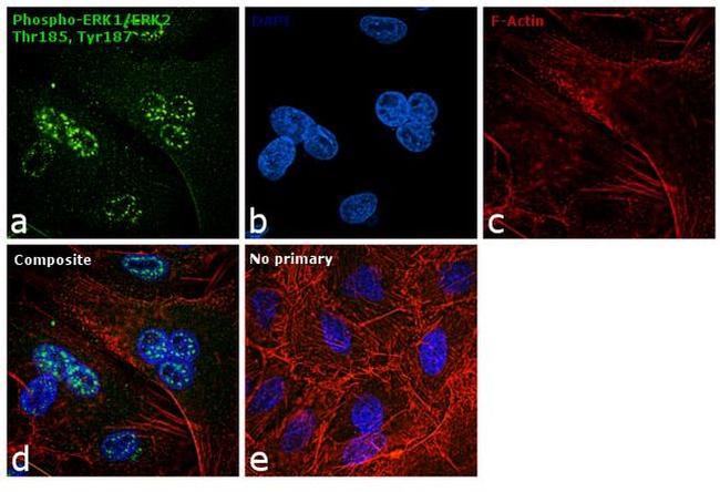 Phospho-ERK1/ERK2 (Thr185, Tyr187) Antibody in Immunocytochemistry (ICC/IF)