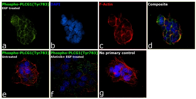 Phospho-PLCG1 (Tyr783) Antibody in Immunocytochemistry (ICC/IF)