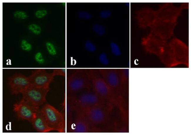 Phospho-SMAD1/SMAD5 (Ser463, Ser465) Antibody in Immunocytochemistry (ICC/IF)