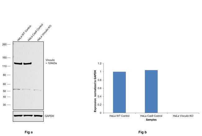 Vinculin Antibody in Western Blot (WB)