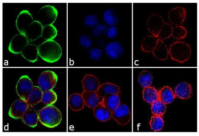 Phospho-c-Met (Tyr1230, Tyr1234, Tyr1235) Antibody in Immunocytochemistry (ICC/IF)