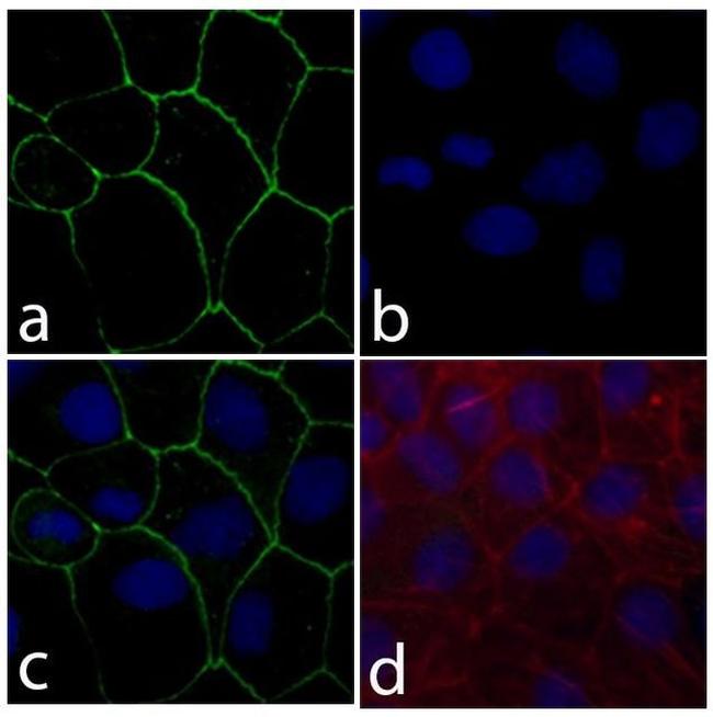 Claudin 18 Antibody in Immunocytochemistry (ICC/IF)