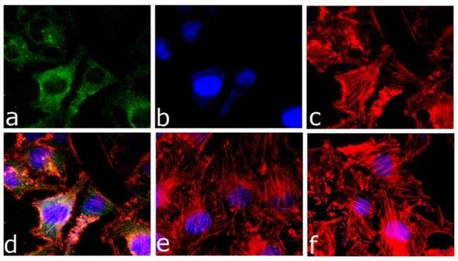 Caspase 3 Antibody in Immunocytochemistry (ICC/IF)