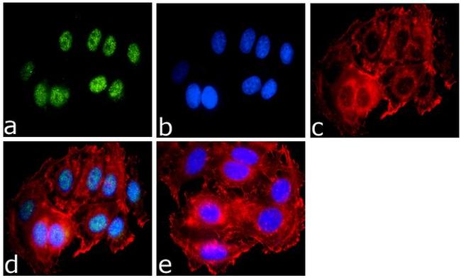 SUMO-3 Antibody in Immunocytochemistry (ICC/IF)