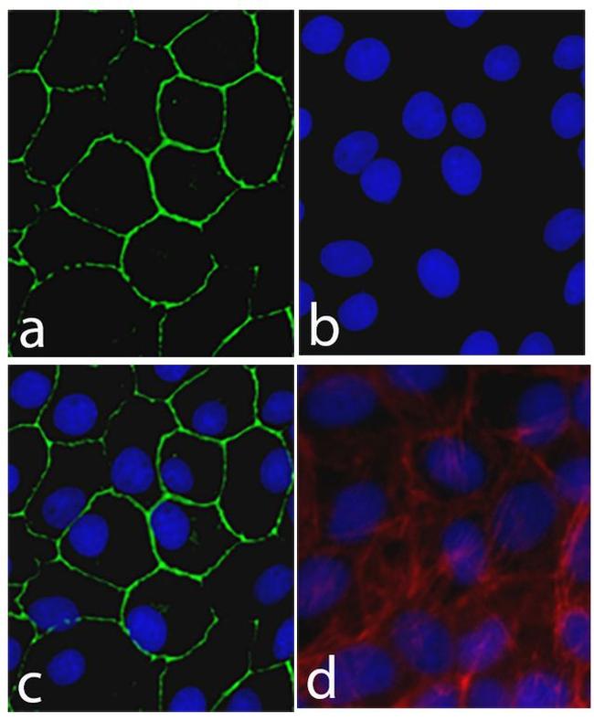 Connexin 30 Antibody in Immunocytochemistry (ICC/IF)