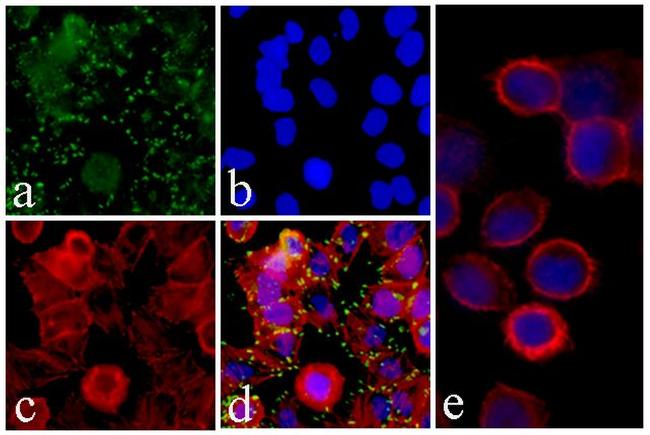 c-Met Antibody in Immunocytochemistry (ICC/IF)