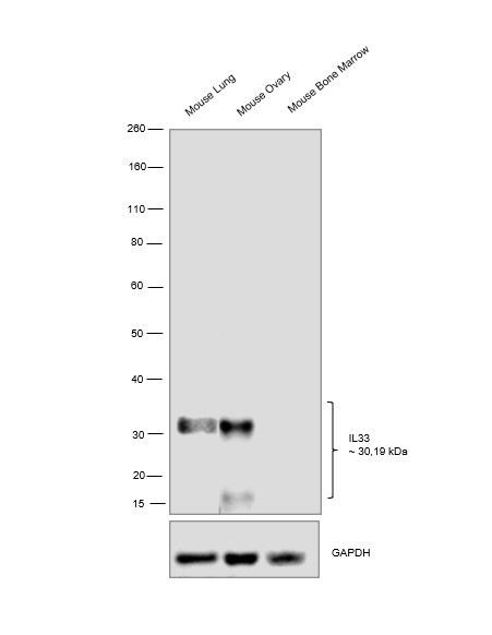 IL-33 Antibody in Western Blot (WB)