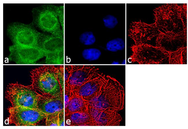 MDA5 Antibody in Immunocytochemistry (ICC/IF)