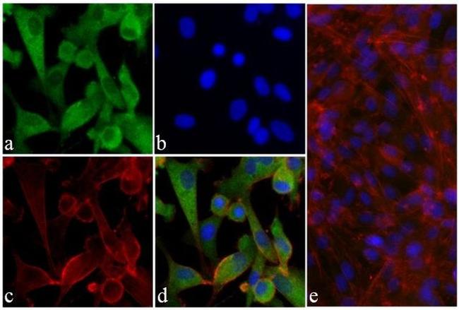 Phospho-AKT1 (Ser473) Antibody in Immunocytochemistry (ICC/IF)