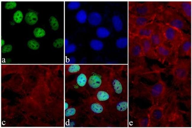 Phospho-4EBP1 (Thr46) Antibody in Immunocytochemistry (ICC/IF)