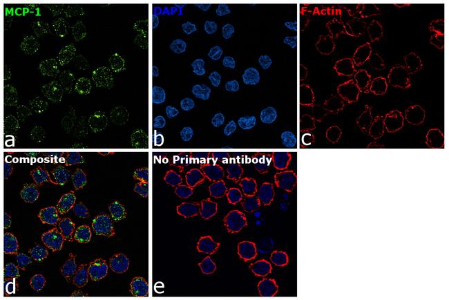 MCP-1 Antibody in Immunocytochemistry (ICC/IF)