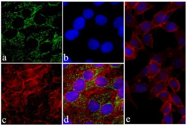 HIF1A Antibody in Immunocytochemistry (ICC/IF)