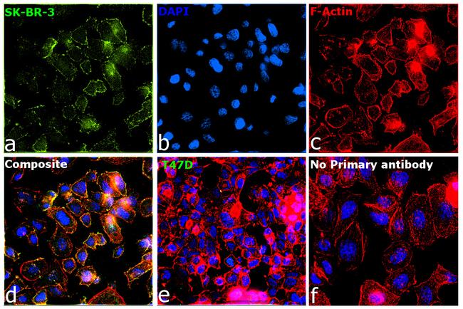 ErbB2 (HER-2) Antibody in Immunocytochemistry (ICC/IF)