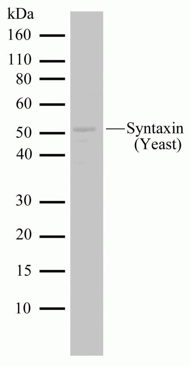 PEP12 Antibody in Western Blot (WB)